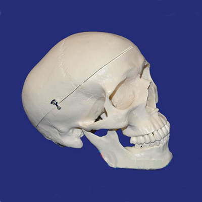 A014 Модель черепа человека